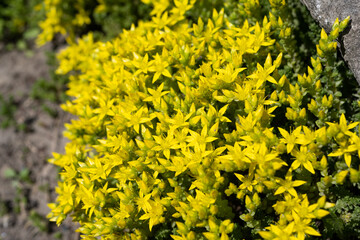 thickleaf flower growing on a flower bed