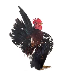 Türaufkleber serama rooster in studio © cynoclub