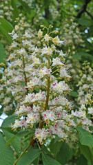 A branch of a chestnut tree with green leaves and an inflorescence of flowers with white and pink petals on a spring day