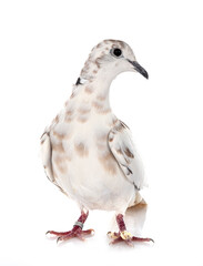 African collared dove