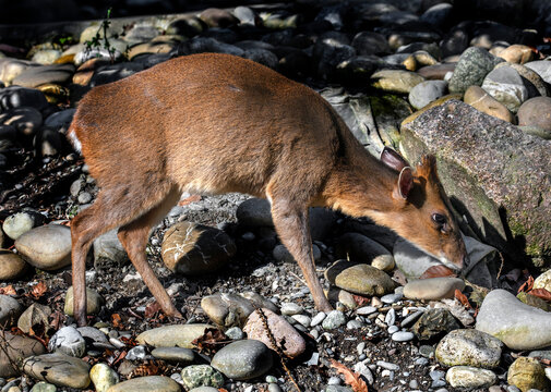 Munjak also known as barking deer. Latin deer - Muntiacus muntjak	