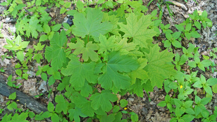 Small maple tree with beautiful green leaves in a meadow on a sunny spring day