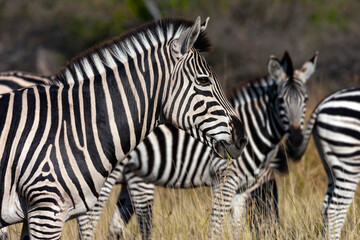 Planes Zebra - Equus quagga - Botswana