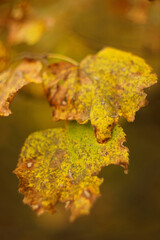 autumn yellow leaves