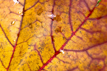 Maple autumn bright leaf close up