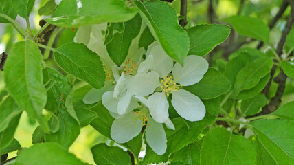 A branch of an apple tree with delicate white flowers and a yellow center on a tree on a spring sunny day