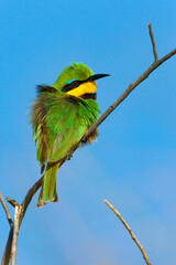 Little Bee-eater - Okavango Delta - Botswana