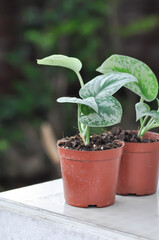 Satin Pothos, Silver hilodendron or Scindapsus pictus Hassk or Argyreus