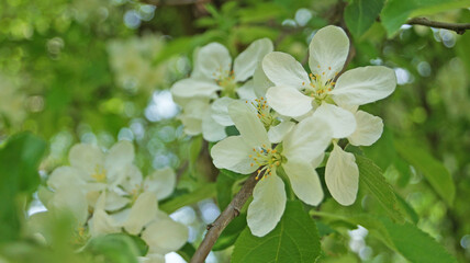 A branch of an apple tree with delicate white flowers and a yellow center on a tree on a spring sunny day