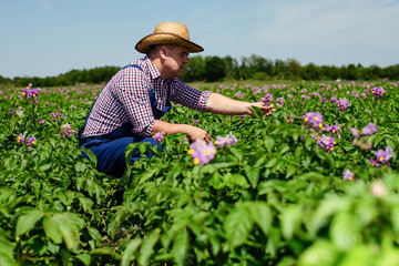 Farmer Inspecting Potato Crop In Field.