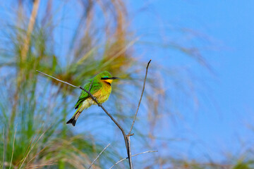 Little Bee-eater - Okavango Delta - Botswana