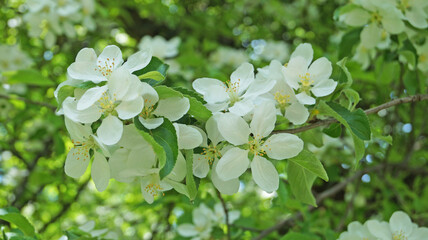 A branch of an apple tree with delicate white flowers and a yellow center on a tree on a spring sunny day