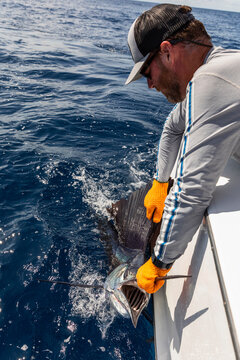 Fisherman Removing hook from From Sailfish and releasing 