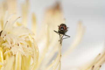 Fly Sitting on Flower