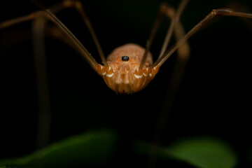 Garden Spider Macro
