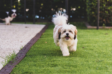 cute dog running