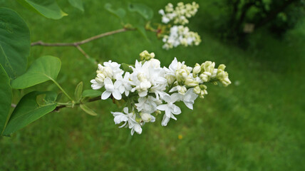 Lilac branch with white delicate flowers and leaves on a bush on a spring sunny day