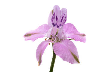 perennial delphinium flower