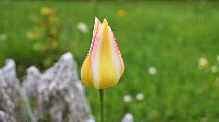 Tulip flower with delicate red, yellow, white, pink and lilac petals in a meadow on a spring sunny day