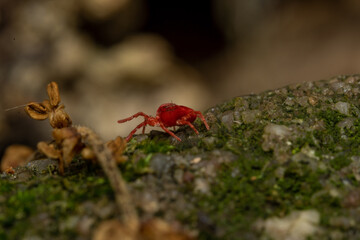 Red Spider in Green Moss