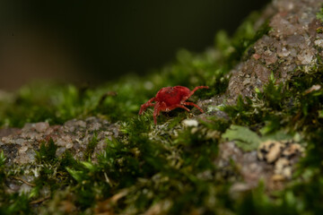 Red Spider in Green Moss