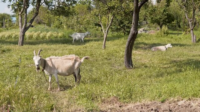 three domestic goats in the pasture