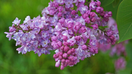 Lilac branch with purple delicate flowers and leaves on a bush on a spring sunny day