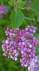Lilac branch with purple delicate flowers and leaves on a bush on a spring sunny day