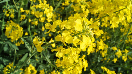 Rape field with bright yellow flowers under blue sky and white clouds on a spring sunny day