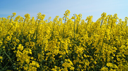 Rape field with bright yellow flowers under blue sky and white clouds on a spring sunny day