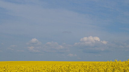 Rape field with bright yellow flowers under blue sky and white clouds on a spring sunny day