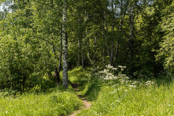 A path leading through the park on a sunny day