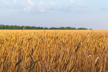 Grain field as a background.