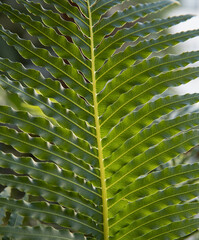 Leaves background. Closeup view of Blechnum gibbum, also known as miniature tree fern, beautiful...