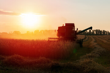 Harvester in the field. Grain harvesting.