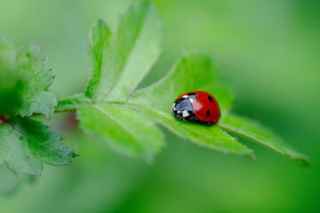 Coccinelle à sept points Coccinella septempunctata posée sur un feuille d'aubépine