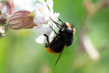 Volucella bombylans mâle ou femelle posée sur Stellaire holostée