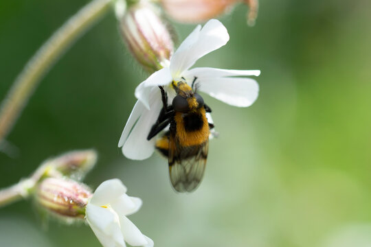 Volucella bombylans m&acirc;le ou femelle pos&eacute;e sur Stellaire holost&eacute;e