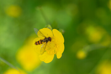 Syrphe ceinturé Episyrphus balteatus butinant un bouton d'or