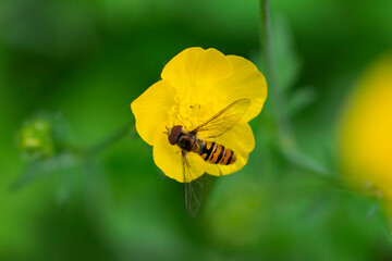 Syrphe ceinturé Episyrphus balteatus butinant un bouton d'or