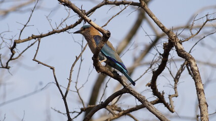 Little bird in their nature beauty