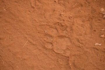 Feet mark of tiger in the jungle.