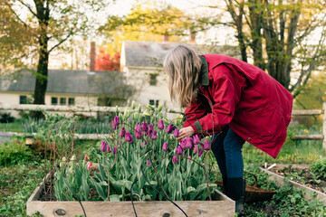 florist  picking tulips 