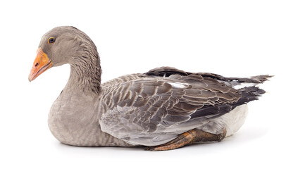 Beautiful gray goose.