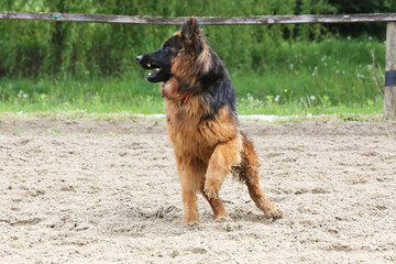  German shepherd runs on the track sunny summer day
