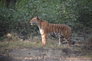 Fototapeta na wymiar Tiger in their natural beauty of jungle.