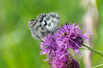 Papillon rhopalocère Demi-deuil Melanargia galathea posé sur une fleur