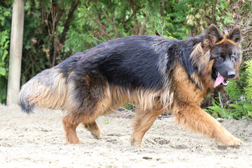  German shepherd runs on the track sunny summer day