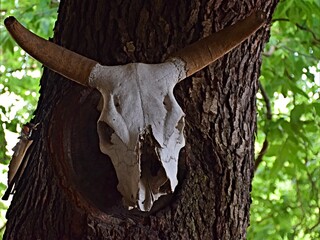 skull on tree