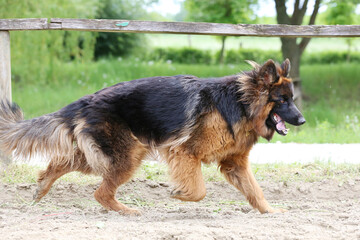  German shepherd runs on the track sunny summer day